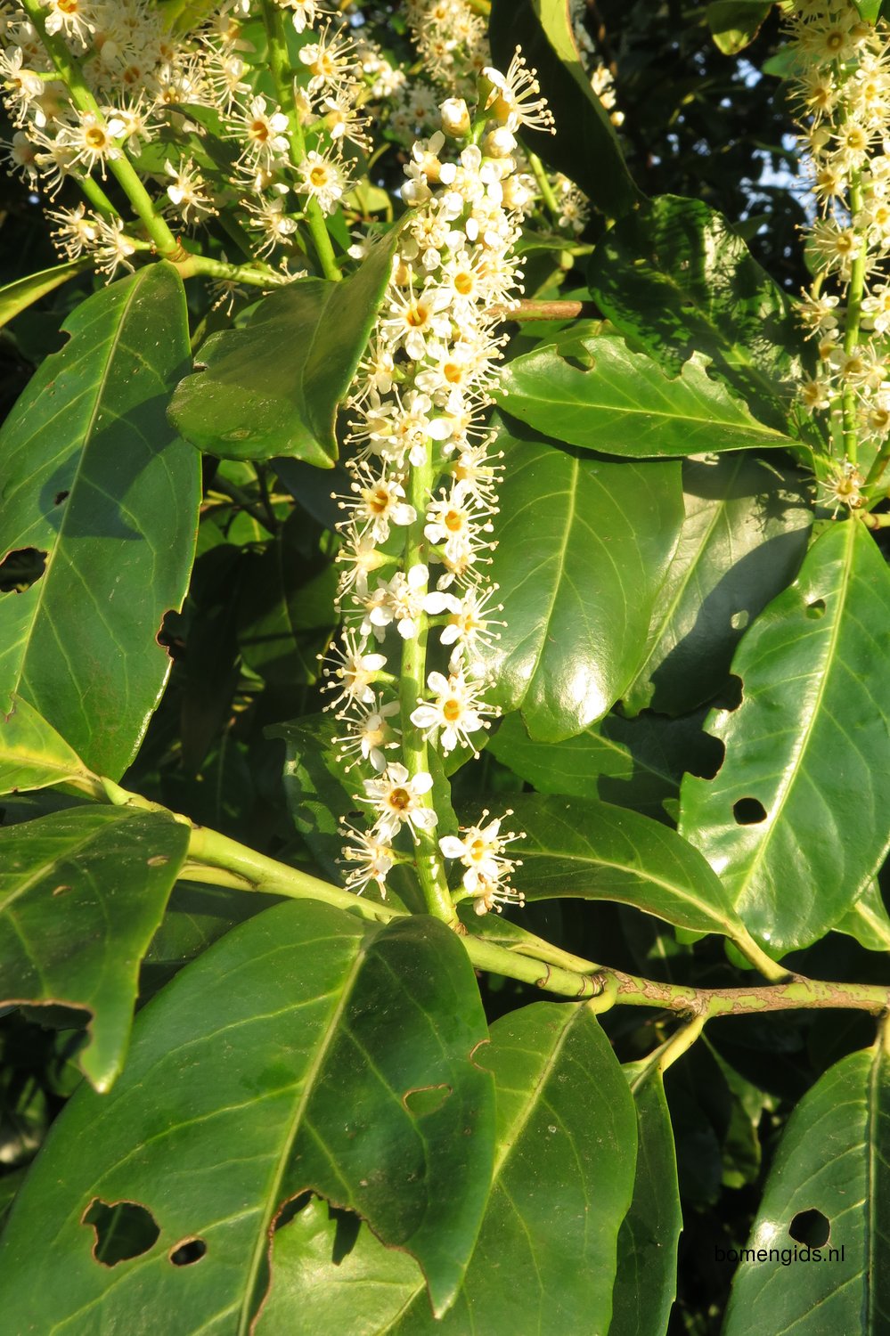 Herken de boomsoort NL: Laurierkers; Latin: Prunus ...