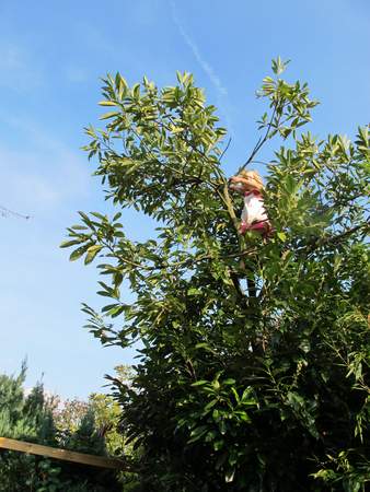  picture  Laurierkers |Prunus_laurocerasus