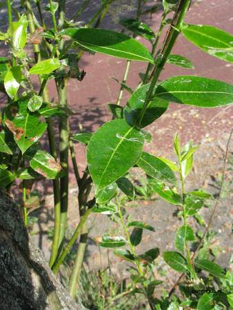  picture  Laurierwilg |Salix_pentandra