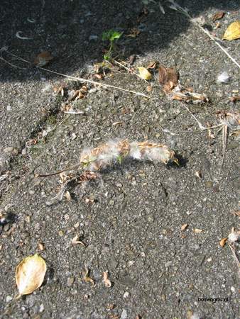  picture  Laurierwilg |Salix_pentandra