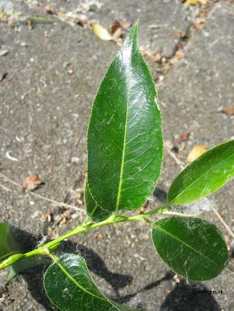  picture  Laurierwilg |Salix_pentandra