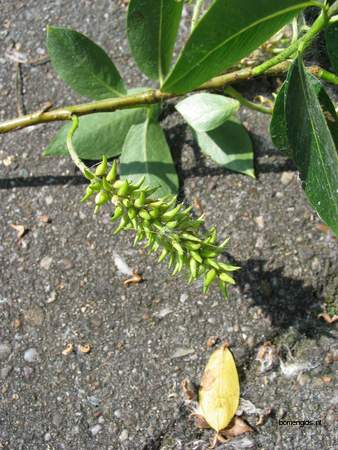  picture  Laurierwilg |Salix_pentandra