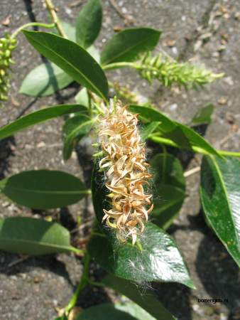  picture  Laurierwilg |Salix_pentandra