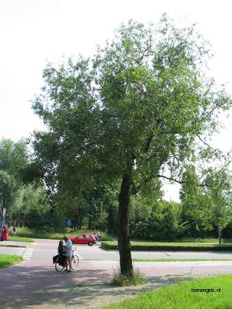  picture  Laurierwilg |Salix_pentandra