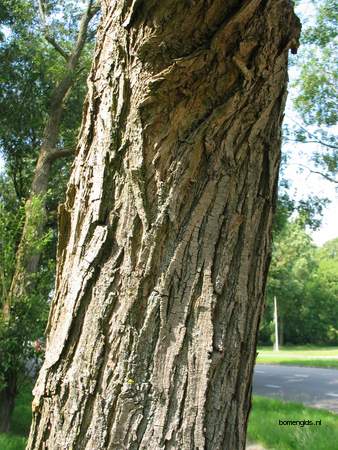  picture  Laurierwilg |Salix_pentandra