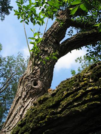  picture  Laurierwilg |Salix_pentandra