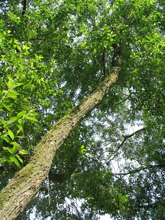  picture  Laurierwilg |Salix_pentandra