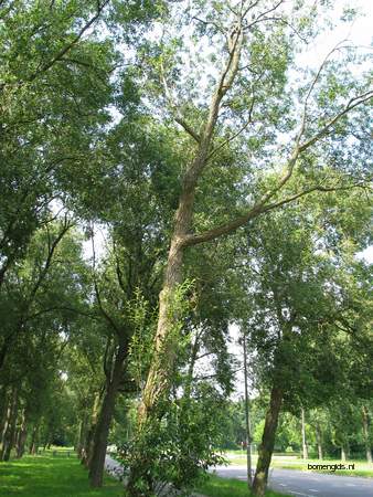  picture  Laurierwilg |Salix_pentandra