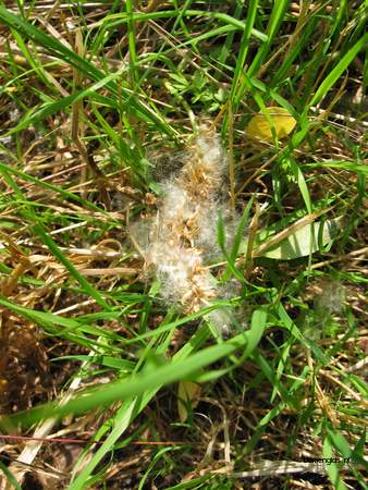  picture  Laurierwilg |Salix_pentandra