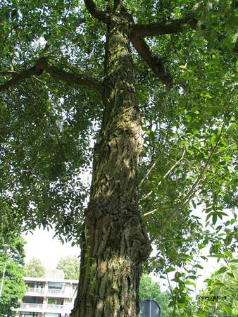  picture  Laurierwilg |Salix_pentandra