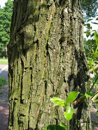  picture  Laurierwilg |Salix_pentandra