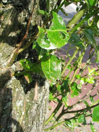  picture  Laurierwilg |Salix_pentandra