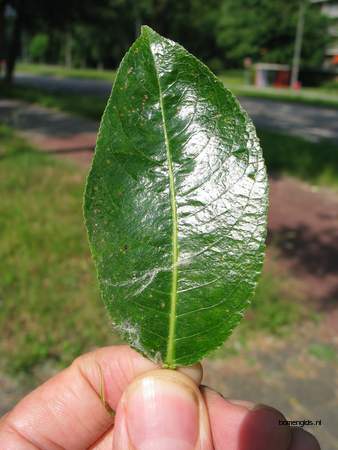  picture  Laurierwilg |Salix_pentandra