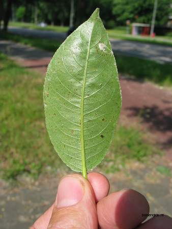  picture  Laurierwilg |Salix_pentandra