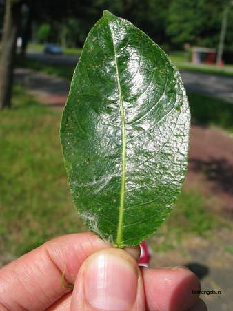  picture  Laurierwilg |Salix_pentandra