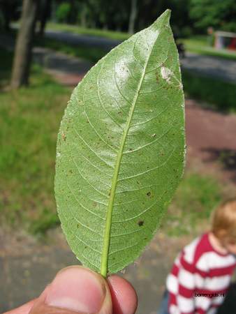  picture  Laurierwilg |Salix_pentandra