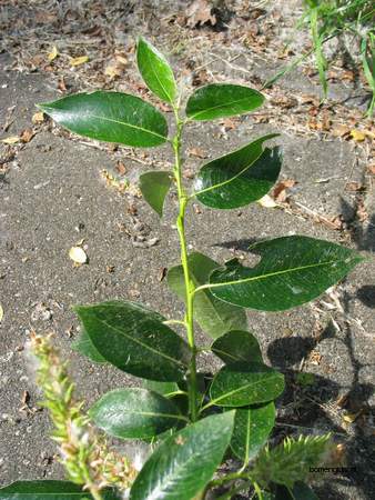  picture  Laurierwilg |Salix_pentandra