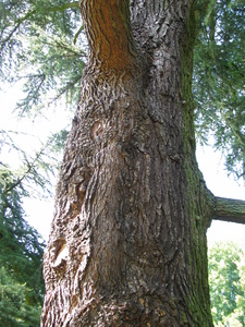  picture  Libanon_ceder |Cedrus_libani