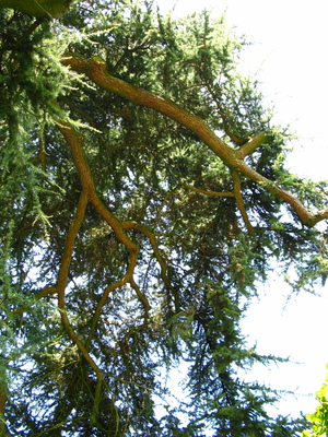  picture  Libanon_ceder |Cedrus_libani