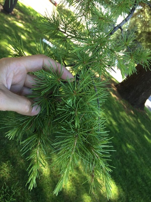  picture  Libanon_ceder |Cedrus_libani