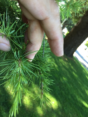  picture  Libanon_ceder |Cedrus_libani