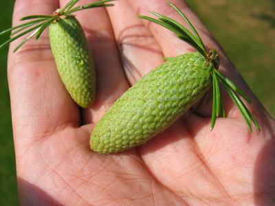  picture  Libanon_ceder |Cedrus_libani