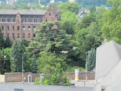  picture  Libanon_ceder |Cedrus_libani