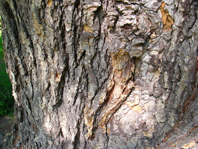  picture  Libanon_ceder |Cedrus_libani