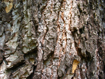  picture  Libanon_ceder |Cedrus_libani