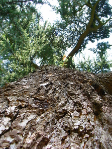  picture  Libanon_ceder |Cedrus_libani