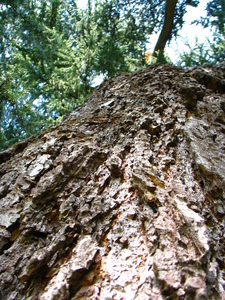  picture  Libanon_ceder |Cedrus_libani