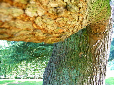  picture  Libanon_ceder |Cedrus_libani