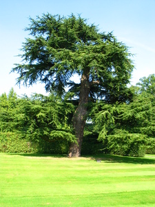  picture  Libanon_ceder |Cedrus_libani