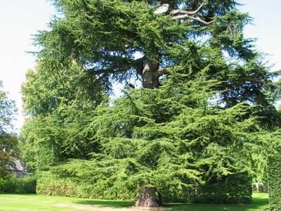  picture  Libanon_ceder |Cedrus_libani