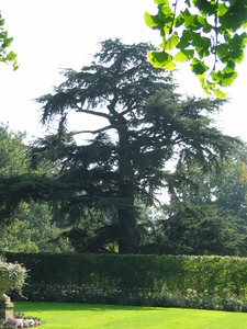  picture  Libanon_ceder |Cedrus_libani