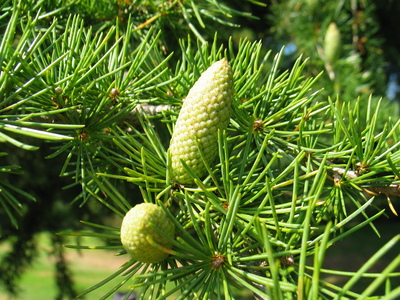  picture  Libanon_ceder |Cedrus_libani