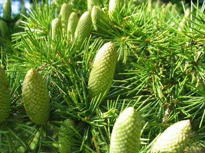  picture  Libanon_ceder |Cedrus_libani