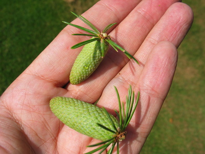  picture  Libanon_ceder |Cedrus_libani