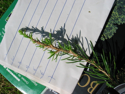  picture  Libanon_ceder |Cedrus_libani