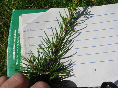  picture  Libanon_ceder |Cedrus_libani