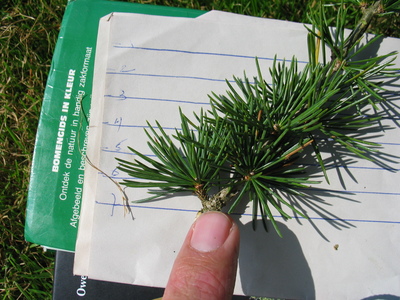  picture  Libanon_ceder |Cedrus_libani