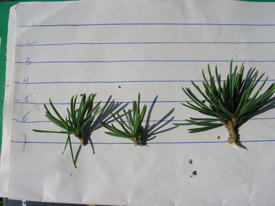  picture  Libanon_ceder |Cedrus_libani