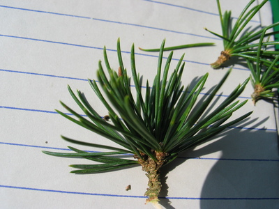  picture  Libanon_ceder |Cedrus_libani