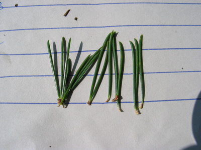  picture  Libanon_ceder |Cedrus_libani