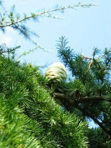  picture  Libanon_ceder |Cedrus_libani