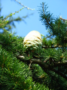  picture  Libanon_ceder |Cedrus_libani