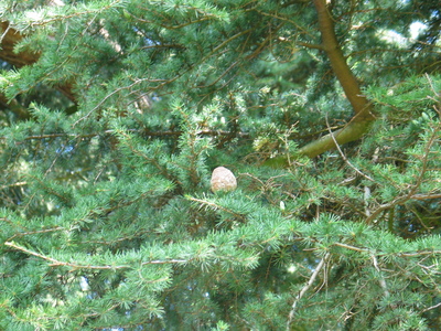  picture  Libanon_ceder |Cedrus_libani