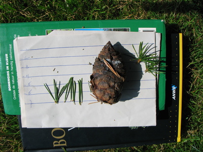  picture  Libanon_ceder |Cedrus_libani