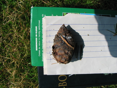  picture  Libanon_ceder |Cedrus_libani