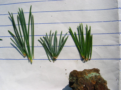  picture  Libanon_ceder |Cedrus_libani